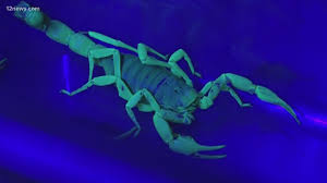 banner health reported scorpion stings