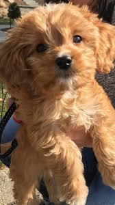 She is a red cavapoo with white on her chest and chin. Rex Puppy Cute Babies Baby Little Boy Cavapoo Dogsfunnybirthday Cavapoo Puppies Cavapoo Puppies