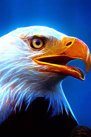 Ultra Hd Eagle Bird Hintergrundbilder ...