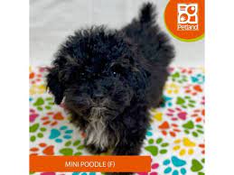 poodle mini dog female black tan