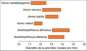 It has a number of primitive features in its anatomy and is most similar to early homo species like h. Une Nouvelle Espece D Hominide L Homo Naledi Annales Corrigees Annabac
