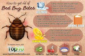 see bedbugs after treatment