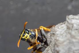 7 Ways Wasps Got Into Your House And