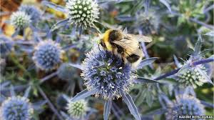 When bees go from flower to flower collecting pollen they are also depositing pollen grains onto the flowers, thus pollinating them. Urban Habitats Provide Haven For Bees Bbc News