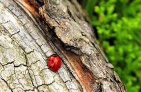 attracting and keeping ladybugs in your