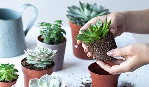 How To Grow And Care For Succulents