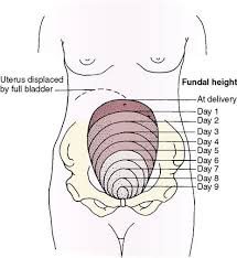 Involution Of The Uterus The Height Of The Uterine Fundus