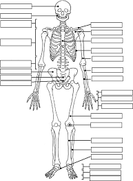 Netter's anatomy coloring book is a perfect companion to the atlas of the anatomy coloring book pdf features: Netter S Anatomy Coloring Book