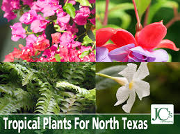 Tropical Plants For North Texas