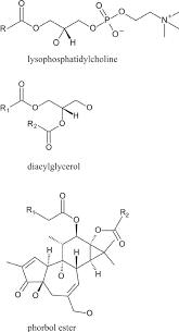 messenger lipid derivatives