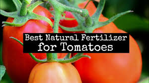 best natural fertilizer for tomatoes