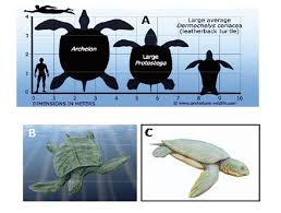 The Evolution Of Sea Turtles