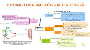 Sinh học 11 Bài 5 DINH DƯỠNG NITƠ Ở THỰC VẬT - Địa chỉ cung cấp các thông  tin về học tập hữu ích nhất -