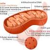 mitochondria from en.m.wikipedia.org
