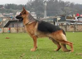 The huge difference in price depends on several factors, including location, breeder, parentage, and life purpose. German Shepherd Puppies For Sale German Shepherd Puppy Care And Training German Shepherd Puppies Information