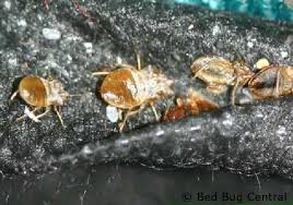 Unluckily, bed bugs are increasing in number across europe, north america, australia, reaching epidemic proportions. Bed Bugs 101 Avoiding Infestations Bedbug Central