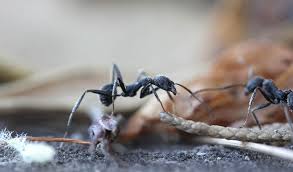 Препарат против мравки в къщи. 14 Nachina Kak Da Se Otrvem Ot Mravkite