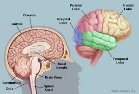 The brain is one of the most complex and magnificent organs in the human body. Brain Human Anatomy Picture Function Parts Conditions And More