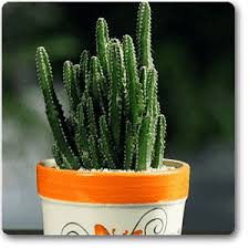 Succulents are a broader group referring to a type of plant included in several botanical families. Cactus Plant Mangomeadows Best Nursery In Plants In Kerala