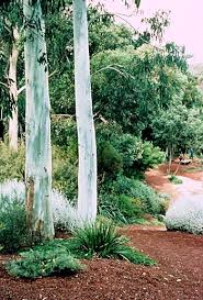 australian native plants society