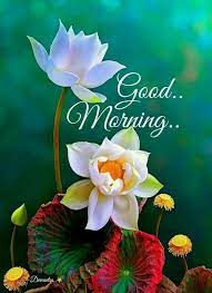 Pictures of flowers are the best to wish good morning through whatsapp or facebook. Good Morning Flower Quote Good Morning Morning Quotes Good Morning Quotes Good Morning Flower Morning Flowers Good Morning Flowers Quotes Good Morning Flowers