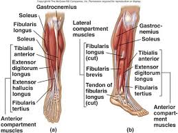 Lower Muscles Diagram Wiring Diagrams