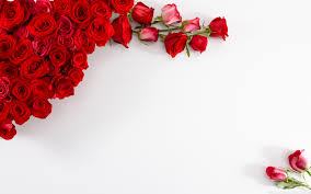 red rose wallpaper 68 pictures