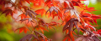 Plant And Care For Japanese Maples
