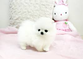 White pomeranian puppy for sale, teacup pomeranian puppies, toy pomeranian puppy, small pomeranian puppy for sale, teacup pomeranian if we have found that any puppy has been used for breeding without our consent we will void all warranties. Teacup Pomeranian Puppies Pomeranians For Sale
