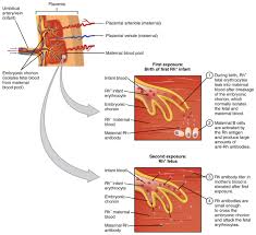 18 6 Blood Typing Anatomy And Physiology