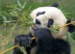 Image result for bamboo pandas