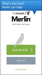 See more ideas about merlin bird, bird app, app. Merlin Bird Id App Birdguides