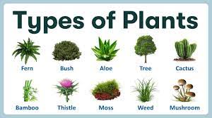 learning name of plants in english with