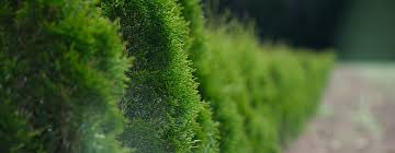 See more ideas about hedges, fence, plants. Creating Privacy In Your Outdoor Space Best Tree Shrub Choices Design Tips Planting Advice Arbor Experts Tree Care In Dayton Oh