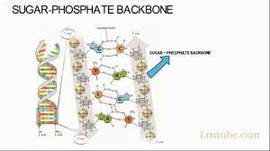 sugar phosp backbone simplified