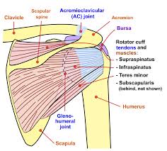 The anatomy of the shoulder. Basic Shoulder Anatomy Shoulder Pain Info