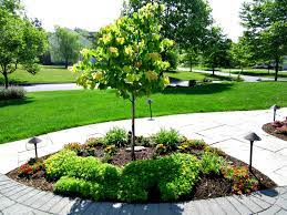 The yellow blooms that arrive over the winter are quite fragrant, making this an ideal plant to situate near a deck or patio. 10 Best Ornamental Trees For Southeastern Pa Gardens Turpin Landscape Design Build