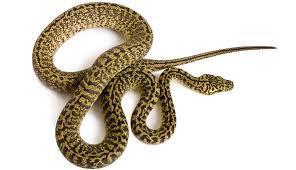 pythons snakeestate