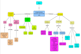 mapa conceptual de la célula guía