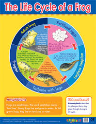 Frog Lifecycle Learning Chart School Poster