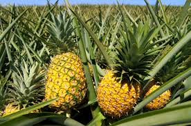 Image result for pineapple farm in Myanmar