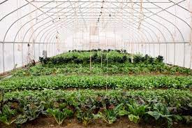 Greenhouse Grown Does Not Mean Organic