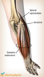 The forearm is divided into two compartments (a ventromedial or flexor compartment and a dorsolateral or extensor compartment). Tennis Elbow Physio Check
