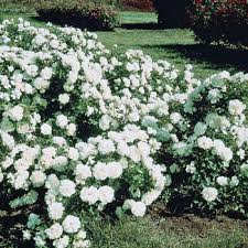 white meidiland groundcover rose breck s