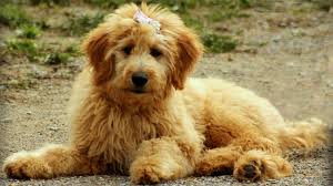 Can Goldendoodle Puppies Be Left Alone How Soon How Long