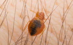 Not all are well trained in managing bed bugs. Why Professional Bed Bug Control Is More Cost Effective For Your Aiken Home