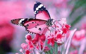 Full HD Butterfly Wallpapers - Top Free ...