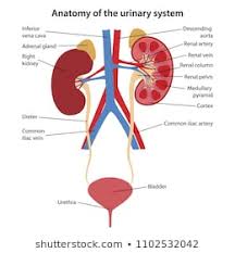 Urinary System Images Stock Photos Vectors Shutterstock