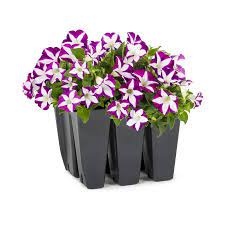 Browse perennials plants in alphabetical order by genus from a to z. 6 Pack Multicolor Petunia In Tray L17355 In The Annuals Department At Lowes Com