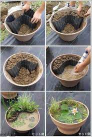 How To Grow A Tiny Pond Plants Step By